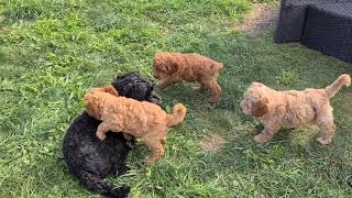 Australien Labradoodle mini