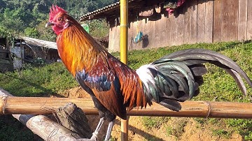 ntsuag lau qaib dib qua zoo kawg thiab