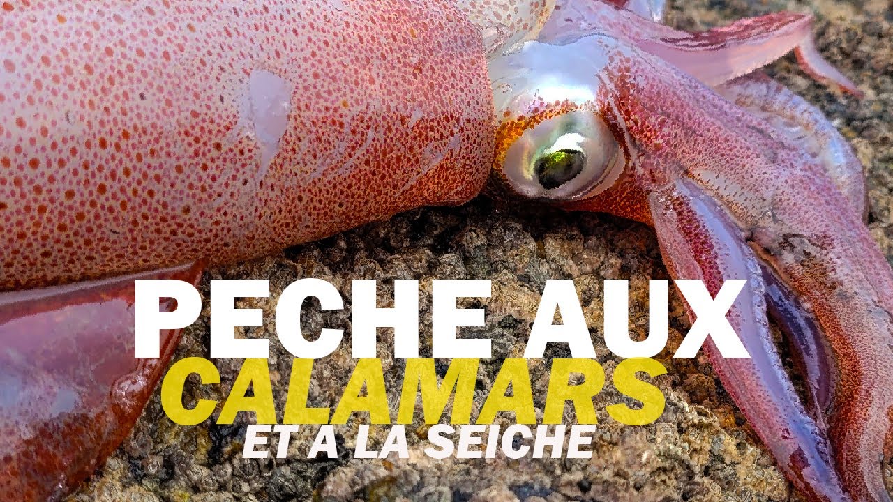 La pêche aux CALAMARS et aux SEICHES du bord c'est facile ! Peche en mer du bord YouTube La pêche aux CALAMARS et aux SEICHES du bord c'est facile ! Peche en mer du bord YouTube