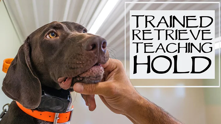 Teach Your Dog To Fetch - Trained Retrieve Step 2 - Teaching Hold