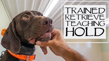 Teach Your Dog To Fetch - Trained Retrieve Step 2 - Teaching Hold