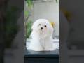 【動画全編は⬇️】マルチーズの子犬、バッサリカットで大変身！✂️