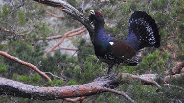 Capercaillie lek in Mykland, Norway 2019