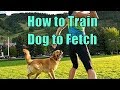 How to Train a Dog to Fetch and Retrieve - Dog Obedience Training , Canine How to Train a Dog to Fetch and Retrieve - Dog Obedience Training , Canine