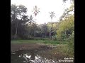 casting ikan gabus di spot teratai dan tanaman air lain (KATAKOE SOFT FROG INDONESIA)
