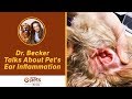 Dr. Becker Talks About Pet's Ear Inflammation