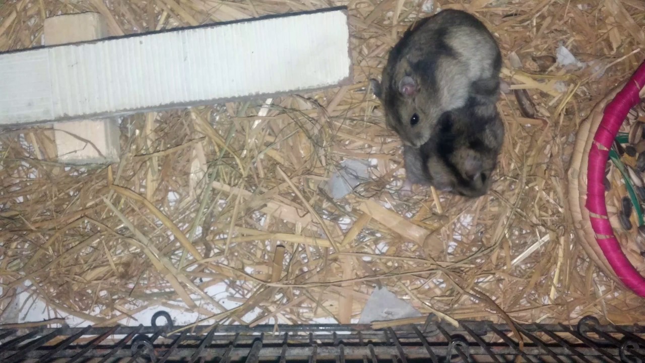 Hamster sec Hamster sec