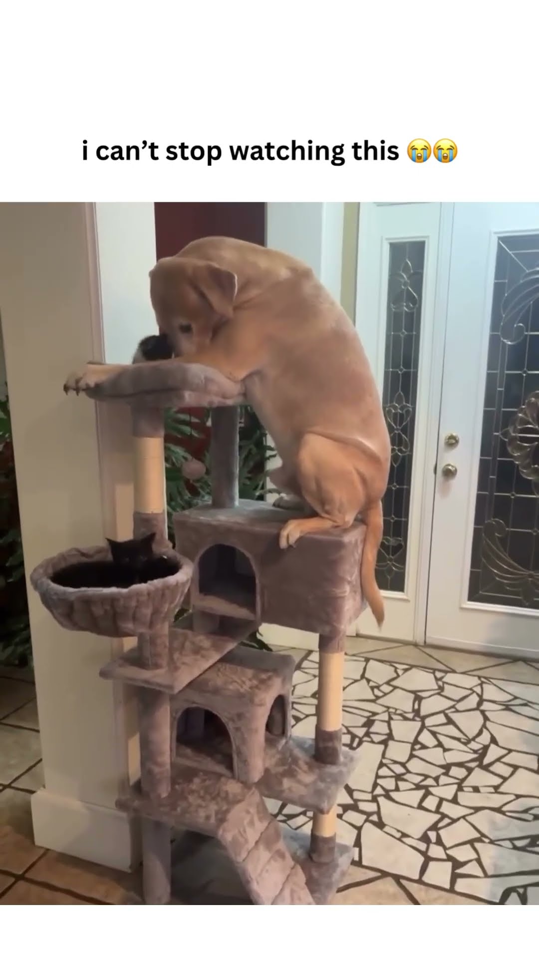 Prvnci seen all ur Kittyos and forgot he was yuh big dawggg USA USA USA
