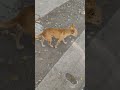 #perrito chihuahua en fuga