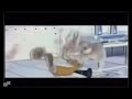 squidward yell 22 (only instrumental)