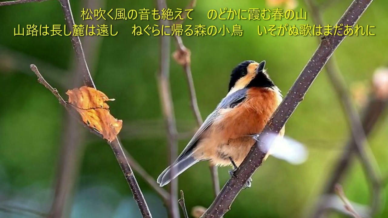 森の小鳥 - YouTube