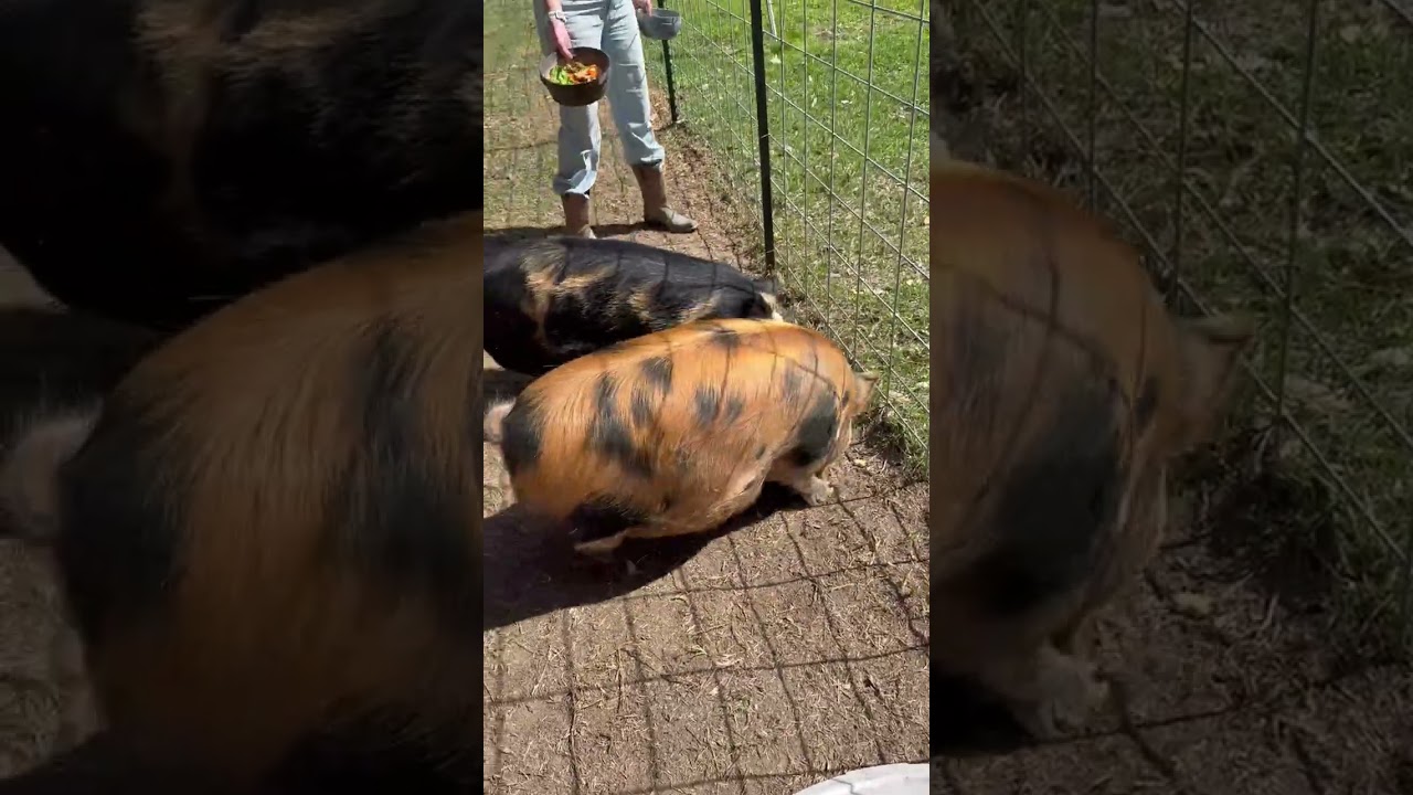 Sonshine Homestead 3/2/26 #chicken #pig #goat #cuteanimals #homestead #farmlife #farm #viralvideo 