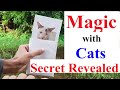 Cat photo Magic Secret Revealed.