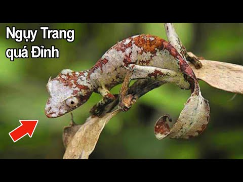 Video: Ngụy trang là một cách để tồn tại. Bậc thầy cải trang trong vương quốc động vật