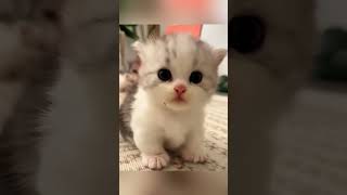 So cute little kitten 😹