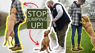 How To Stop Your Dog Jumping Instantly By Avoiding These Mistakes