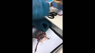 تشريح ( Dissection) الضفدعة