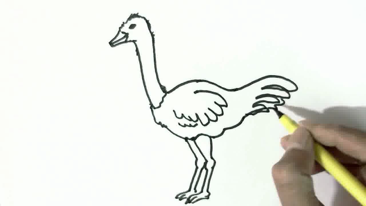 How to draw an Ostrich - in easy steps for children, kids, beginners -  YouTube