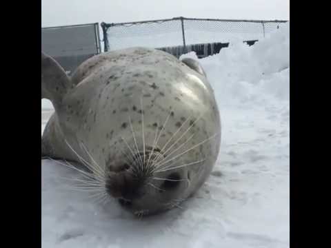 foca batendo na barriga