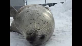Seal Slapping Belly
