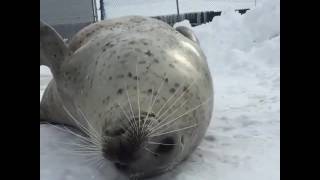 seal slapping belly