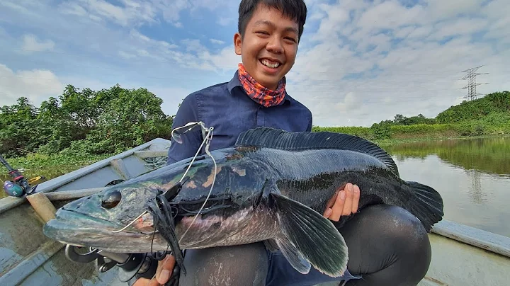 Life's Really Good (Toman, Giant Snakehead)
