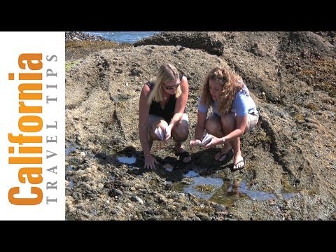 California Tide Pools Animals Guide | California Travel Tips
