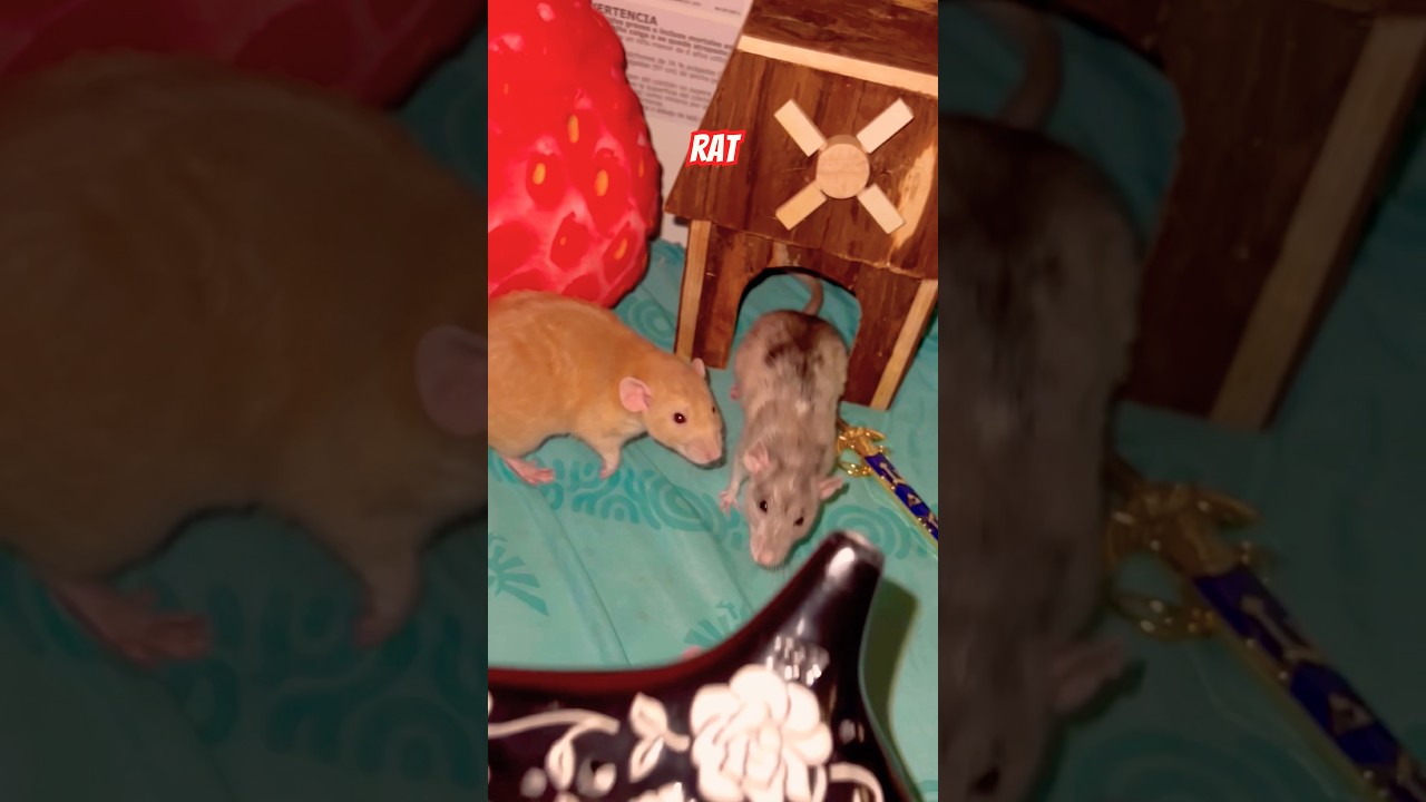@ VID CON … Very Spooky Scary Rats 🐀