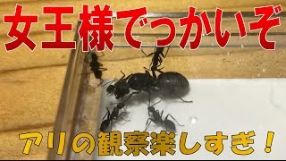 アリ飼育観察 女王アリでっかいぞ クロオオアリ買いました くろねこアリチャンネル Youtube アリ飼育観察 女王アリでっかいぞ クロオオアリ買いました くろねこアリチャンネル Youtube