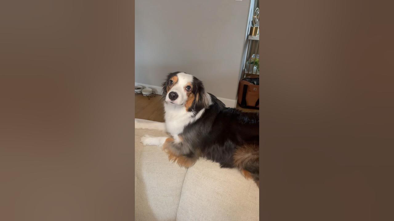 Come With Me To Get My Dog Groomed shorts aussie grooming YouTube come-with-me-to-get-my-dog-groomed-shorts-aussie-grooming-youtube