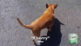 Cherry has a spring in her step again and no more joint pain