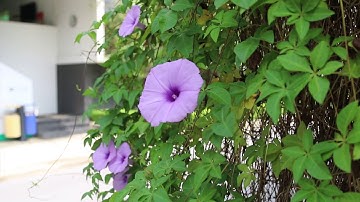 Văn phòng xanh của kỹ sư công nghệ FPT Software Hòa Lạc.