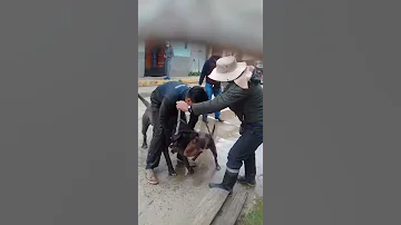 ¿Es legal pelear con perros en México?