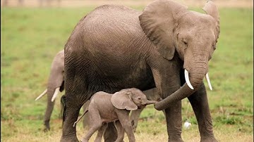 Trò chuyện một số động vật sống trong rừng GV Trần Thị Hoài Chi