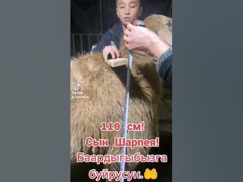 Сын Легендарного Шарпея#sheep #арашан_койлору #кыргызстан #арашан # ...