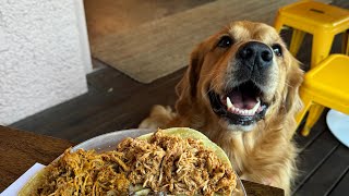 Ordering my dog his own tacos 🌮 (Full Video)