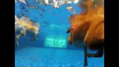Playing Fetch in the Pool