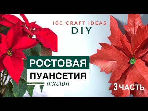 РОСТОВАЯ ПУАНСЕТИЯ из