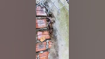 BẮT CON RẾT KHỔNG LỒ TRONG NHÀ DÂN #Rếtkhổnglồ#Conrết #độngvật #shortvideo #Côntrùng #insects