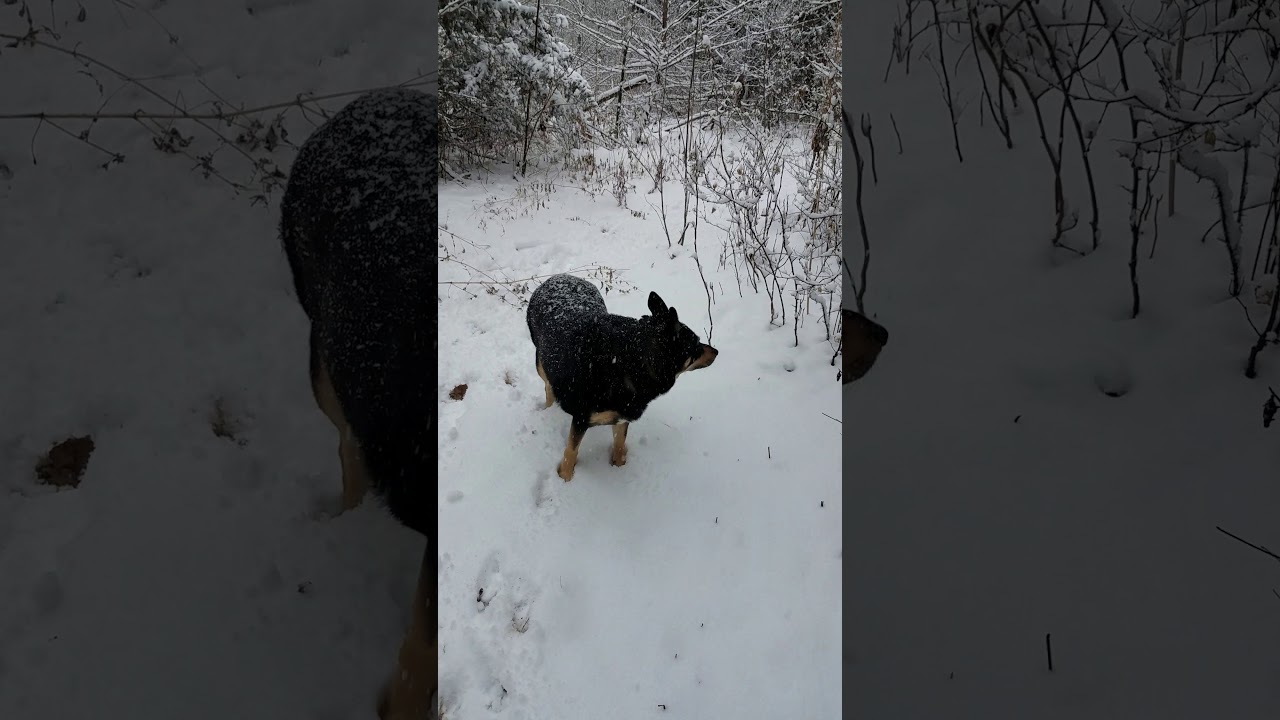 Dog playing in snow - YouTube