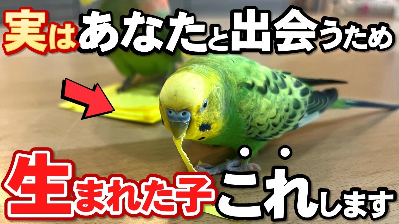 愛用していたインコです Thank you] The real reason why your budgie chose you - YouTube
