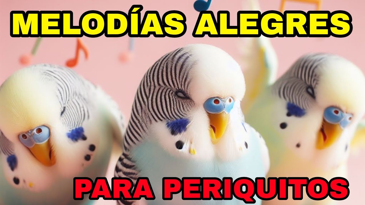 MELODÍAS ALEGRES PARA PERIQUITOS BAILARINES
