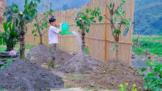 Sustainable agriculture - Replanting dead trees, clean vegetable garden - Sang vy farm life