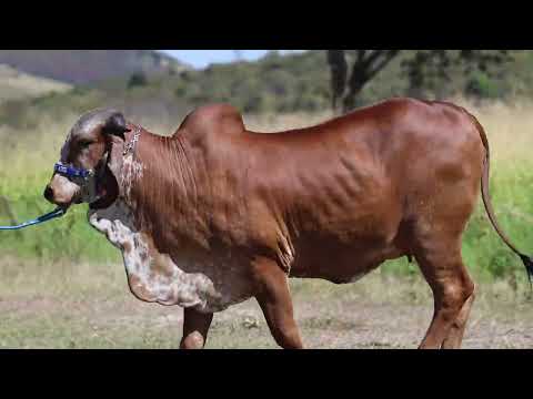 LOTE 23: EVPF 1216 | SOROCABA FIV JABAQUARA