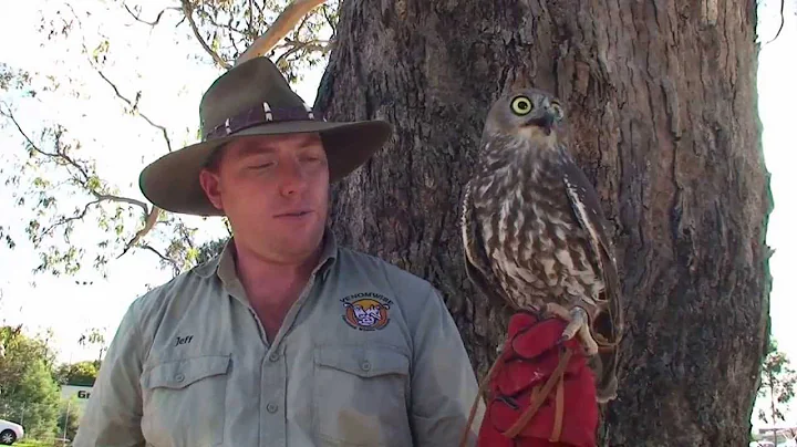 Barking Owl