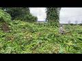We were shocked when we cleared the overgrown weeds around the abandoned house - Free house cleaning