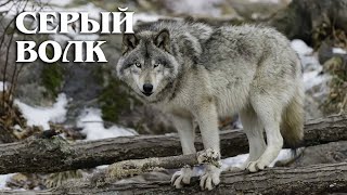Серый волк: Санитар леса | Интересные факты про волков