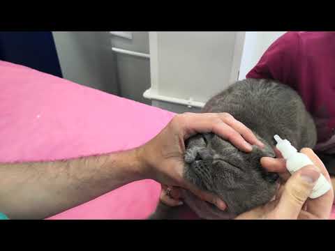 Ручное вправление пролапса слезной железы третьего века у кошки