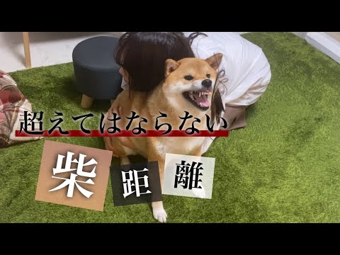【柴犬】愛犬が好きすぎるあまり、柴距離を超えてしまった飼い主の末路…