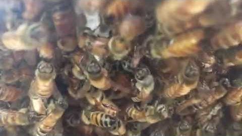 Warre hive, gonna need another box